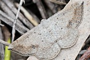 Taxeotis intextata Moth (Taxeotis intextata)